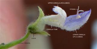  Flower (Lateral View)
